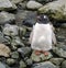 Gentoo penguin chick on Petermann Island, Antarctica