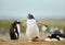 Gentoo penguin chick running on a coastal area