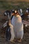 Gentoo Penguin and chick on Sea Lion Island