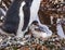 Gentoo Penguin Chicks Yankee Harbor Greenwich Island Antarctica