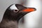 Gentoo penguin close-up, Antarctica