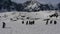 Gentoo Penguin colony