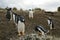 Gentoo penguin colony