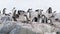 Gentoo penguin colony, on Antarctic Peninsula. Antarctica, polar regions.