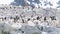 Gentoo penguin colony, on Antarctic Peninsula. Antarctica, polar regions.