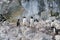 Gentoo penguin colony, on Antarctic Peninsula. Antarctica, polar regions.