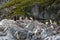 Gentoo penguin colony, on Antarctic Peninsula. Antarctica, polar regions.