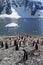 Gentoo penguin colony, Antarctica