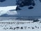 Gentoo penguin colony, Antarctica