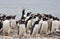 Gentoo Penguin colony - Falkland Islands