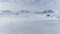 Gentoo penguin colony migration arctic aerial view