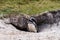 Gentoo Penguin comes out of hole, Volunteer Beach, Falklands, UK