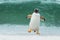 Gentoo penguin coming ashore through big waves