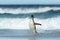 Gentoo penguin coming ashore from stormy Atlantic ocean