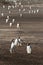 Gentoo Penguin coming home from fishing