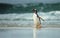 Gentoo penguin coming from sea on a sandy ocean coast