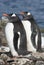 Gentoo penguin couple on a bright sunny day.