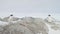 Gentoo penguin couple stand snow rock closeup view