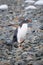 Gentoo penguin crosses shingle beach raising foot