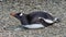 Gentoo Penguin Damoy Point Antarctica
