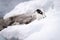 Gentoo penguin descends snow bank on shoreline