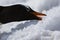 Gentoo Penguin eating ice