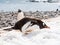 Gentoo penguin eating snow on beach of Cuverville Island, Antar