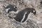 Gentoo penguin with egg and newly hatched chick, Antarctica