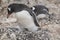 Gentoo penguin with egg and newly hatched chick, Antarctica