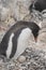 Gentoo penguin with egg and newly hatched chick, Antarctica