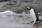 Gentoo penguin entering the water, Antarctica