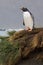 Gentoo Penguin, EzelspinguÃ¯n, Pygoscelis papua