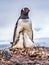Gentoo Penguin Family Chicks Yankee Harbor Antarctica
