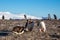 Gentoo penguin family conflict at the Barrientos Island, Antarctic