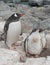 Gentoo penguin family in the nest in the cliffs.