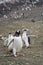 Gentoo penguin family, two large chicks chasing parent for food, colony in background, Aitcho Islands, South Shetland Islands, Ant