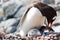 Gentoo Penguin Feeding