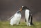 Gentoo penguin feeding chick with regurgitated food