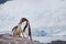 Gentoo penguin feeding his baby chic in Antarctica