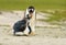 Gentoo penguin feeding its molting chick