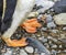 Gentoo Penguin Feet Yankee Harbor Greenwich Island Antarctica