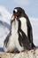 Gentoo Penguin female feeding l two chick