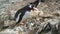 Gentoo Penguin female sitting near nest with two newly hatched eaglets chicks