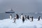 Gentoo Penguin floating on a snow-covered iceberg in the Southern Ocean, with a large expedition ship in the background, cold snow