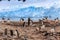 Gentoo penguin flock on the rocks and blue glacier in the background at Neco bay, Antarctic