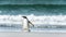 Gentoo penguin in front of the wave.