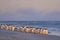 Gentoo Penguin going to sea in the Falkland Islands