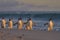 Gentoo Penguin going to sea in the Falkland Islands