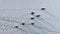 Gentoo penguin group snow covered land aerial view