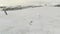 Gentoo penguin group standing on snow shore aerial